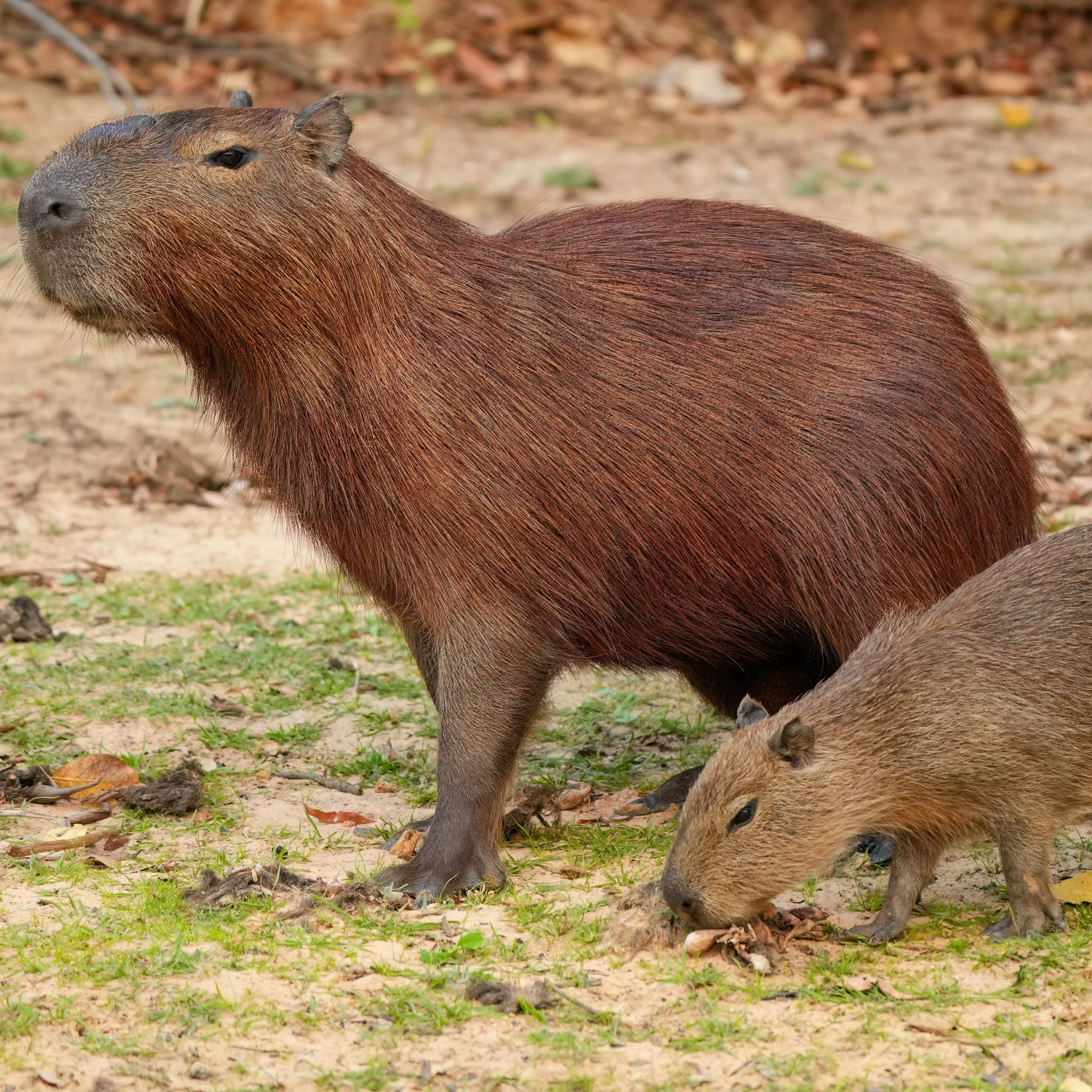 Carpincho (Hydrochoerus hydrochaeris) en el Parque Nacional Iberá, Corrientes