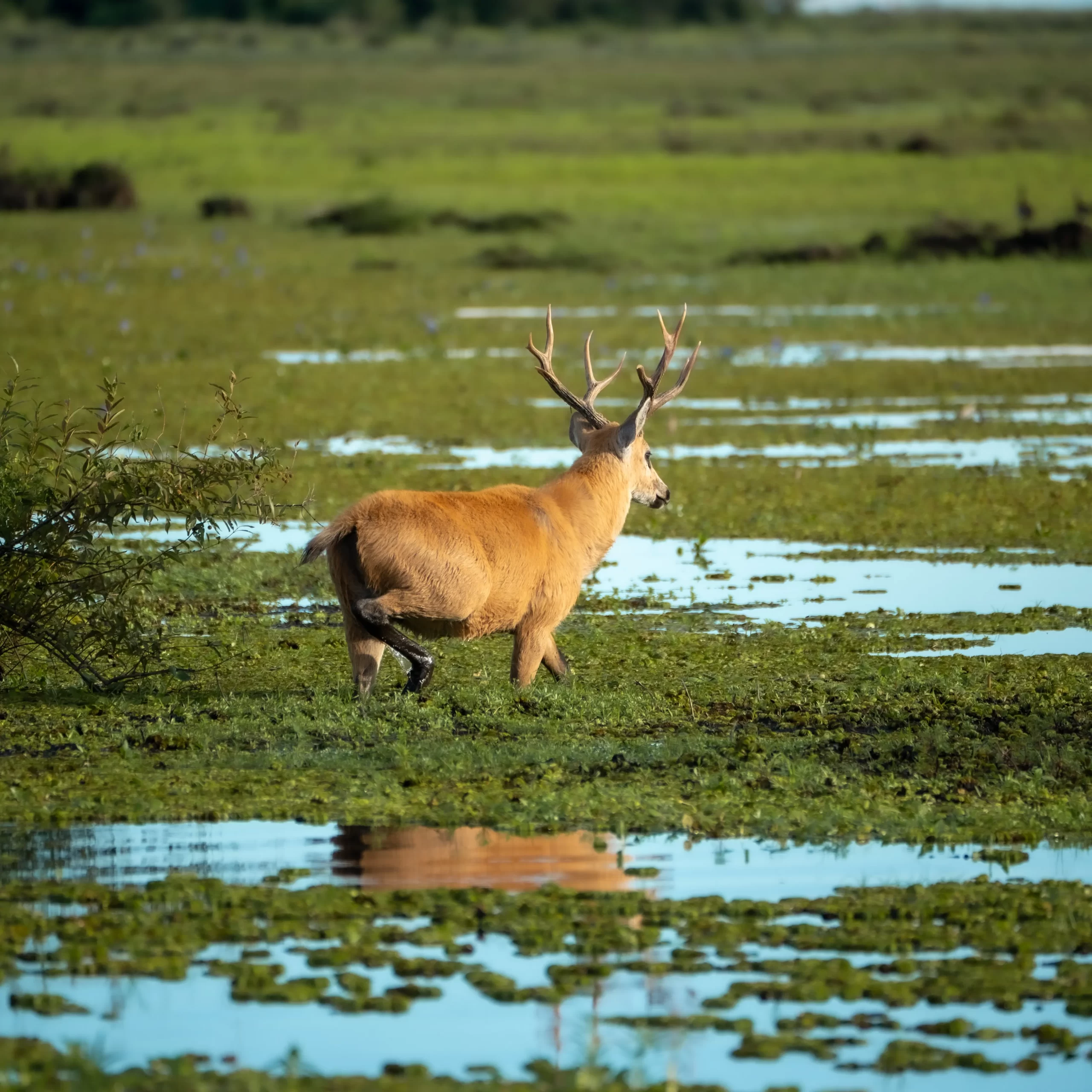 Ciervo de los pantanos (Blastocerus dichotomus) en el Parque Nacional Iberá, Corrientes