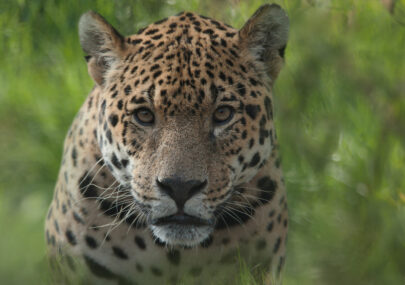 Rewilding Iberá yaguareté – Reintroducción del yaguareté en los Esteros del Iberá