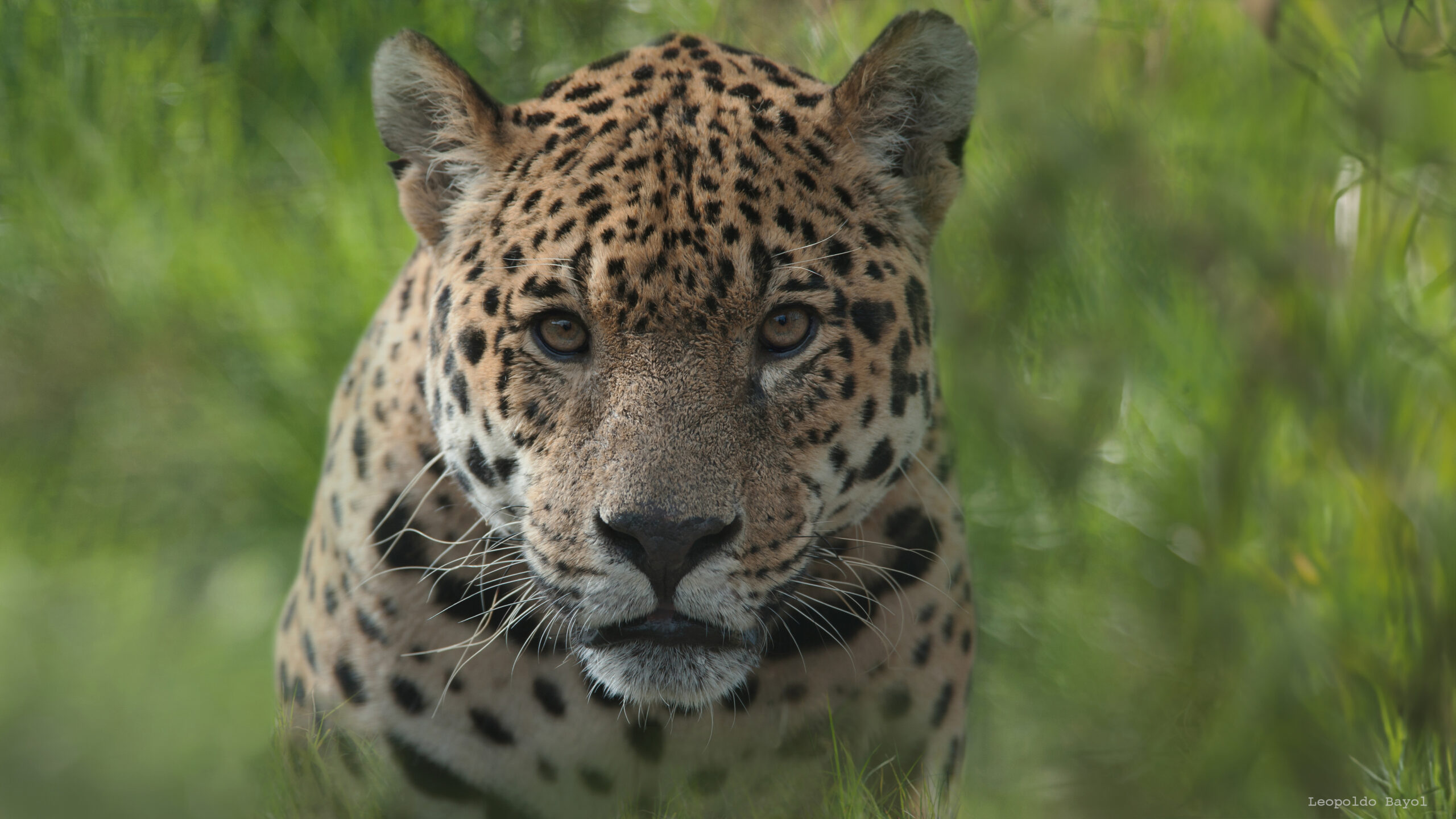 Rewilding Iberá yaguareté – Reintroducción del yaguareté en los Esteros del Iberá