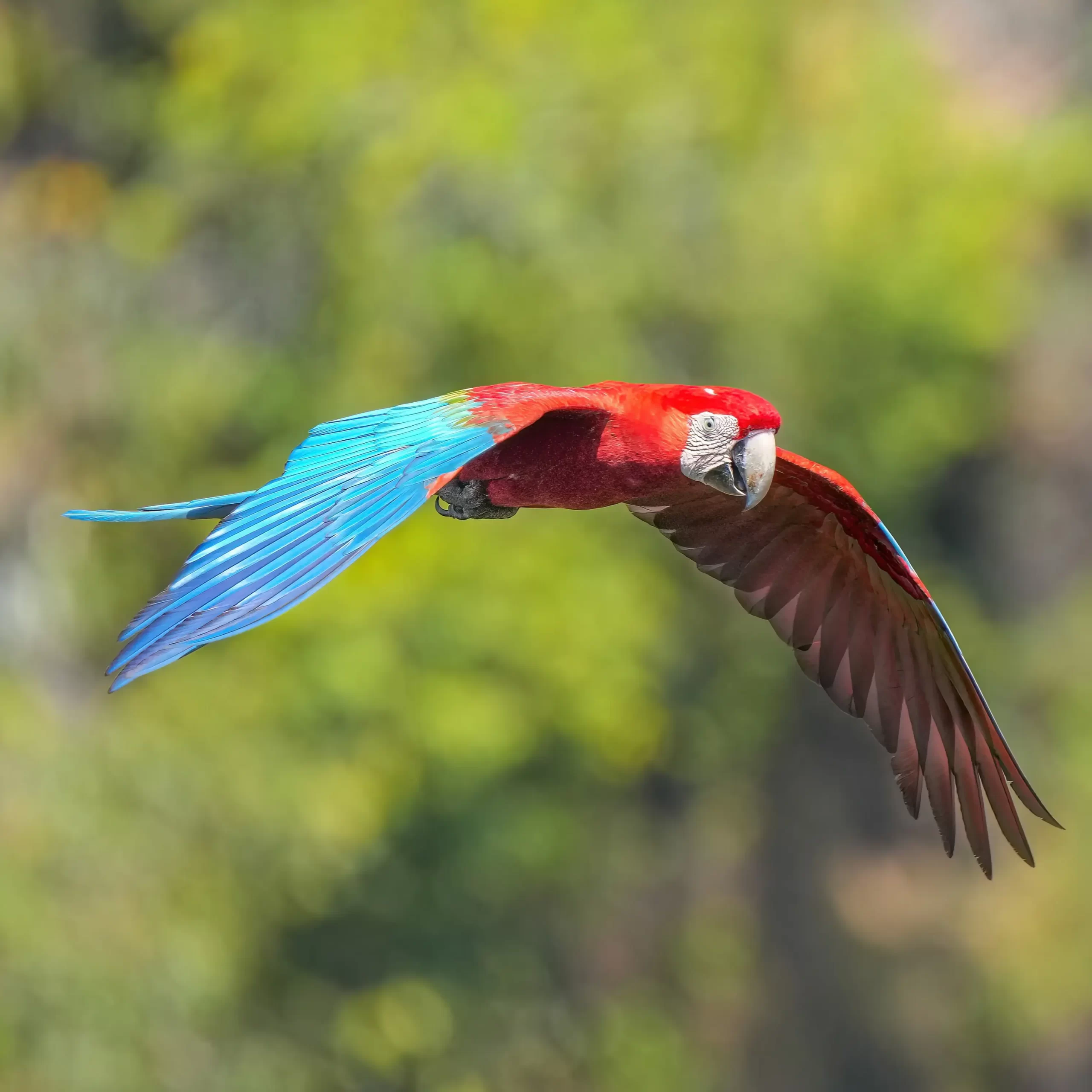Guacamayo rojo (Ara chloropterus) reintroducido en el Parque Nacional Iberá, Argentina
