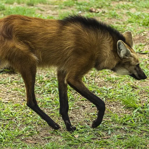 Aguará guazú (Chrysocyon brachyurus) en el Gran Parque Iberá, Corrientes — Monumento Natural