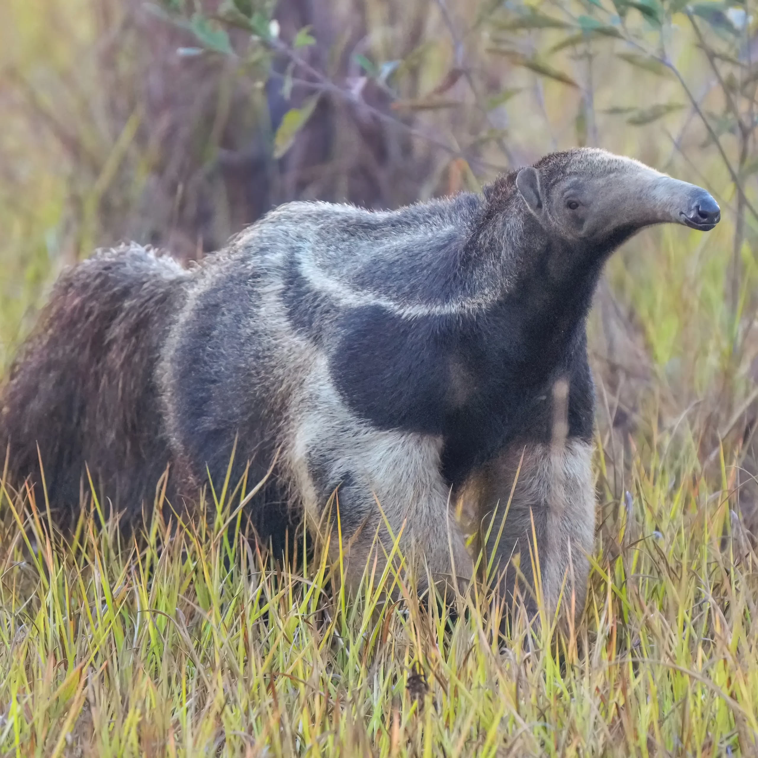 Oso hormiguero gigante (Myrmecophaga tridactyla) reintroducido en el Parque Nacional Iberá