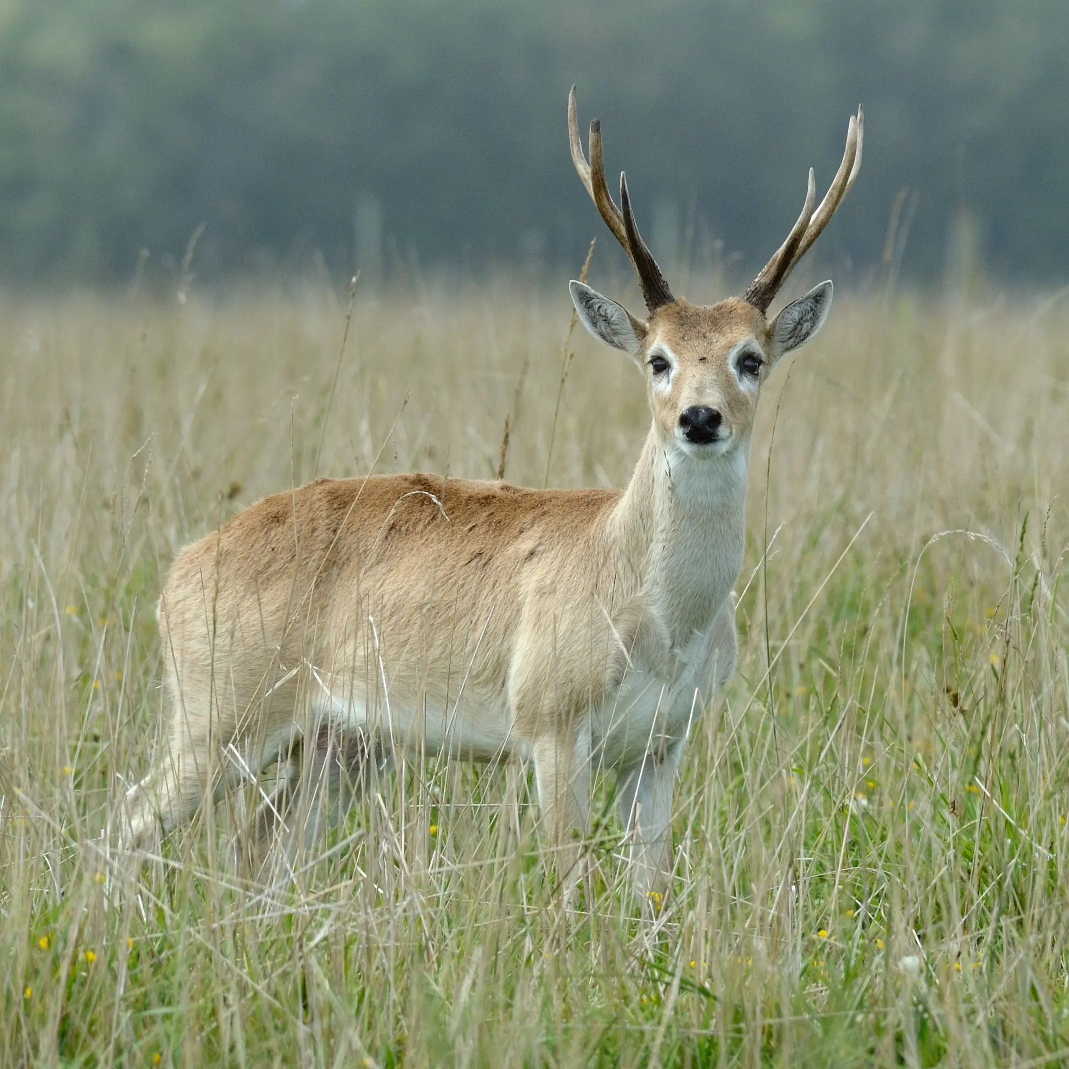Venado de las pampas (Ozotoceros bezoarticus) en el Parque Nacional Iberá, Corrientes
