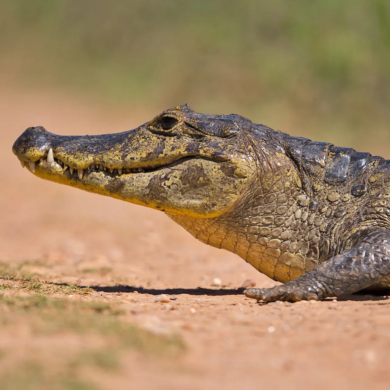 Yacaré negro (Caiman yacare) en el Gran Parque Iberá, Corrientes