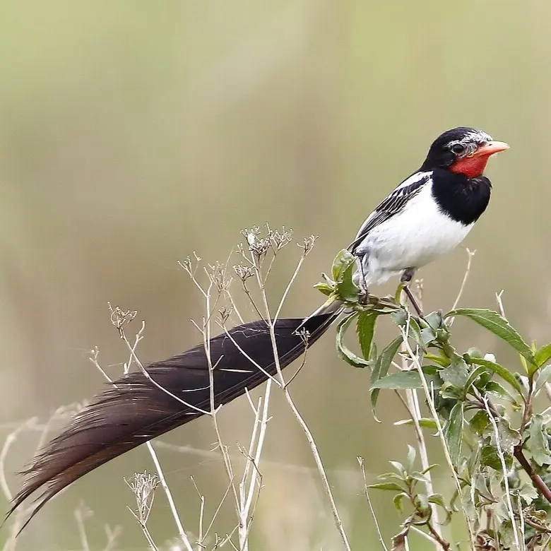Yetapá de collar (Alectrurus risora) en el Parque Nacional Iberá, Corrientes — Monumento Natural