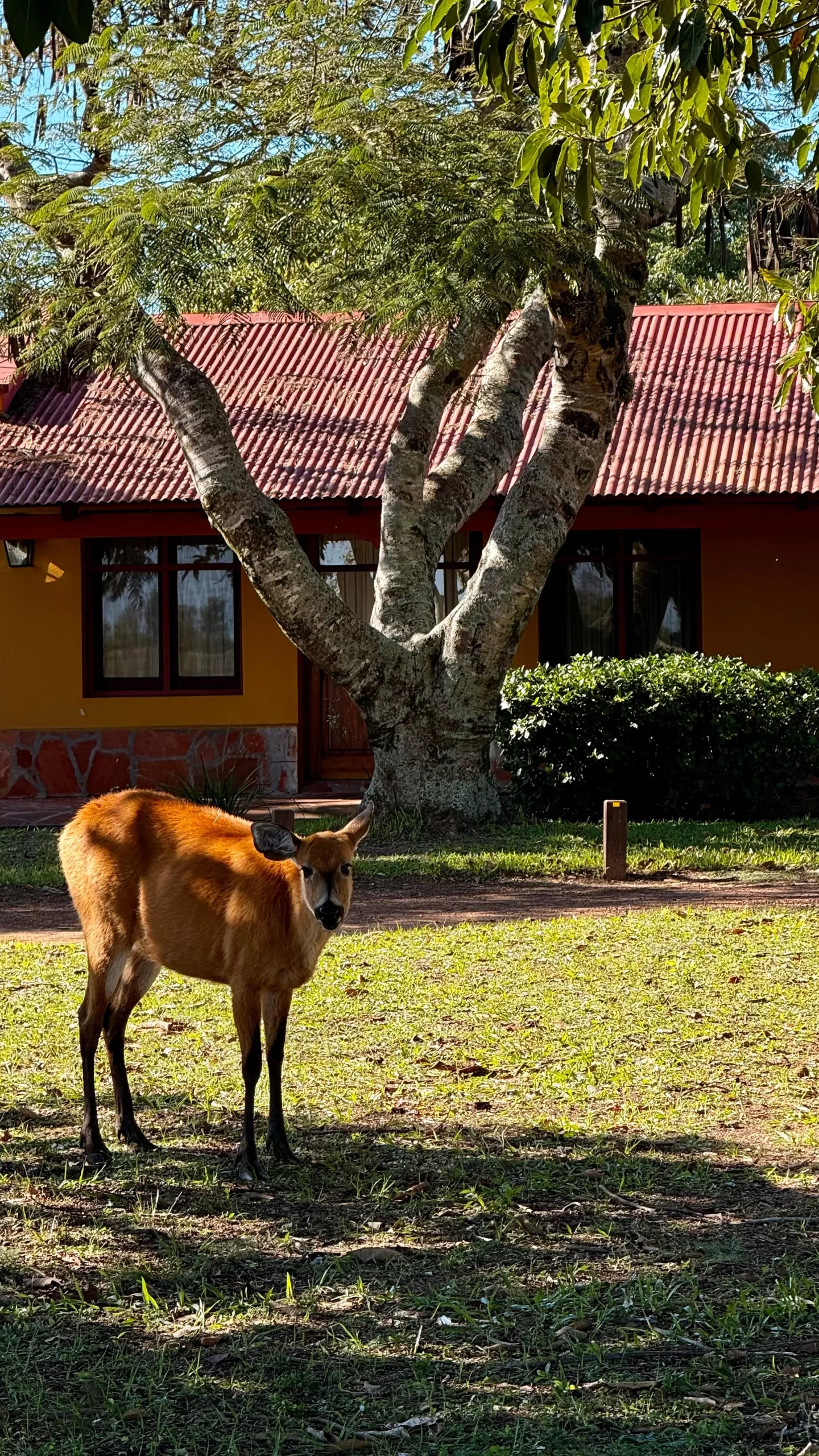Oso hormiguero gigante reintroducido en el Portal Carambola, Parque Nacional Iberá, Corrientes