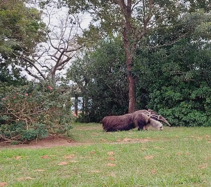 Avistaje de fauna en el Portal Carambola desde El Tránsito Nature Luxury Lodge