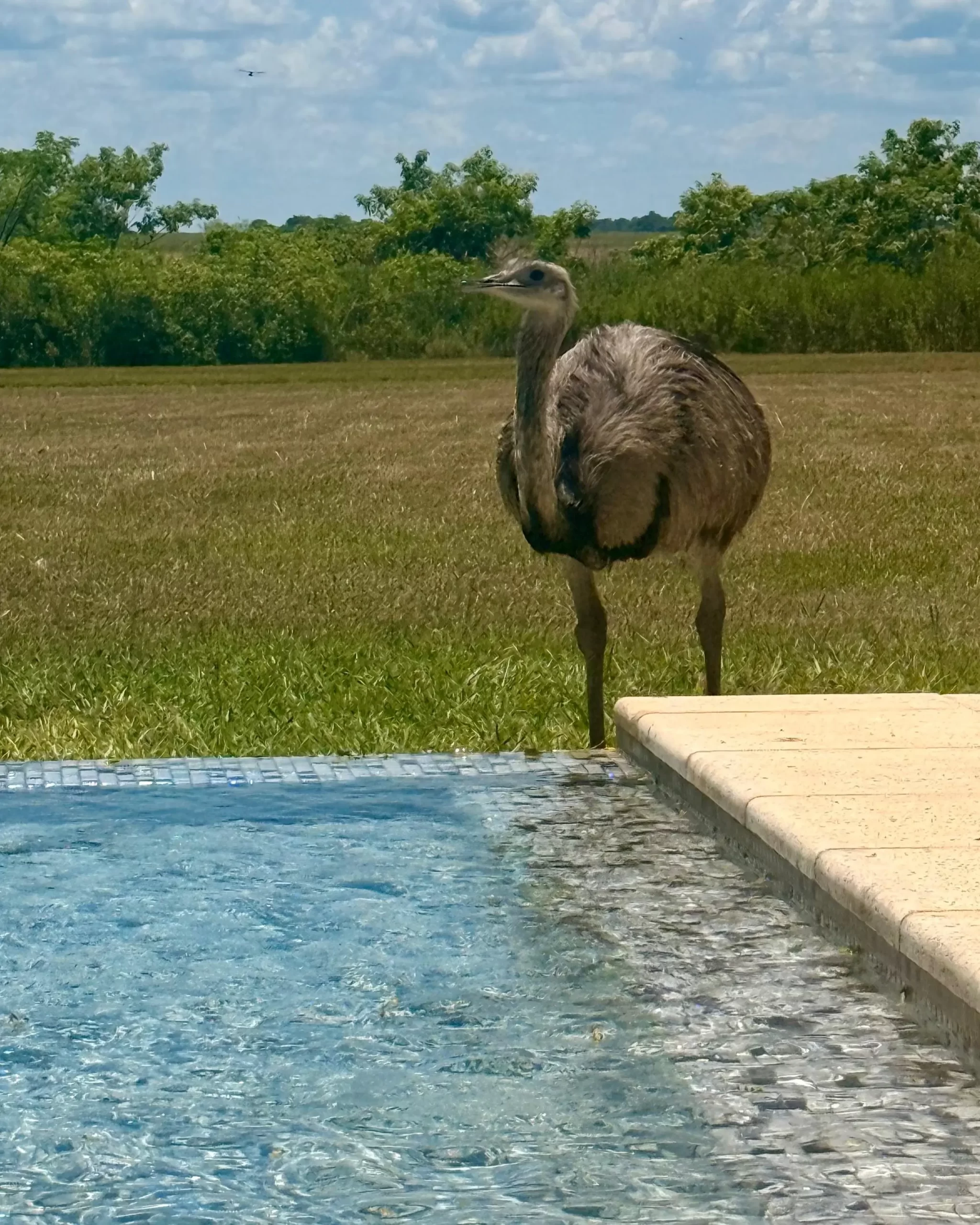 Entorno natural de la piscina El Tránsito Lodge — fauna silvestre del Portal Carambola