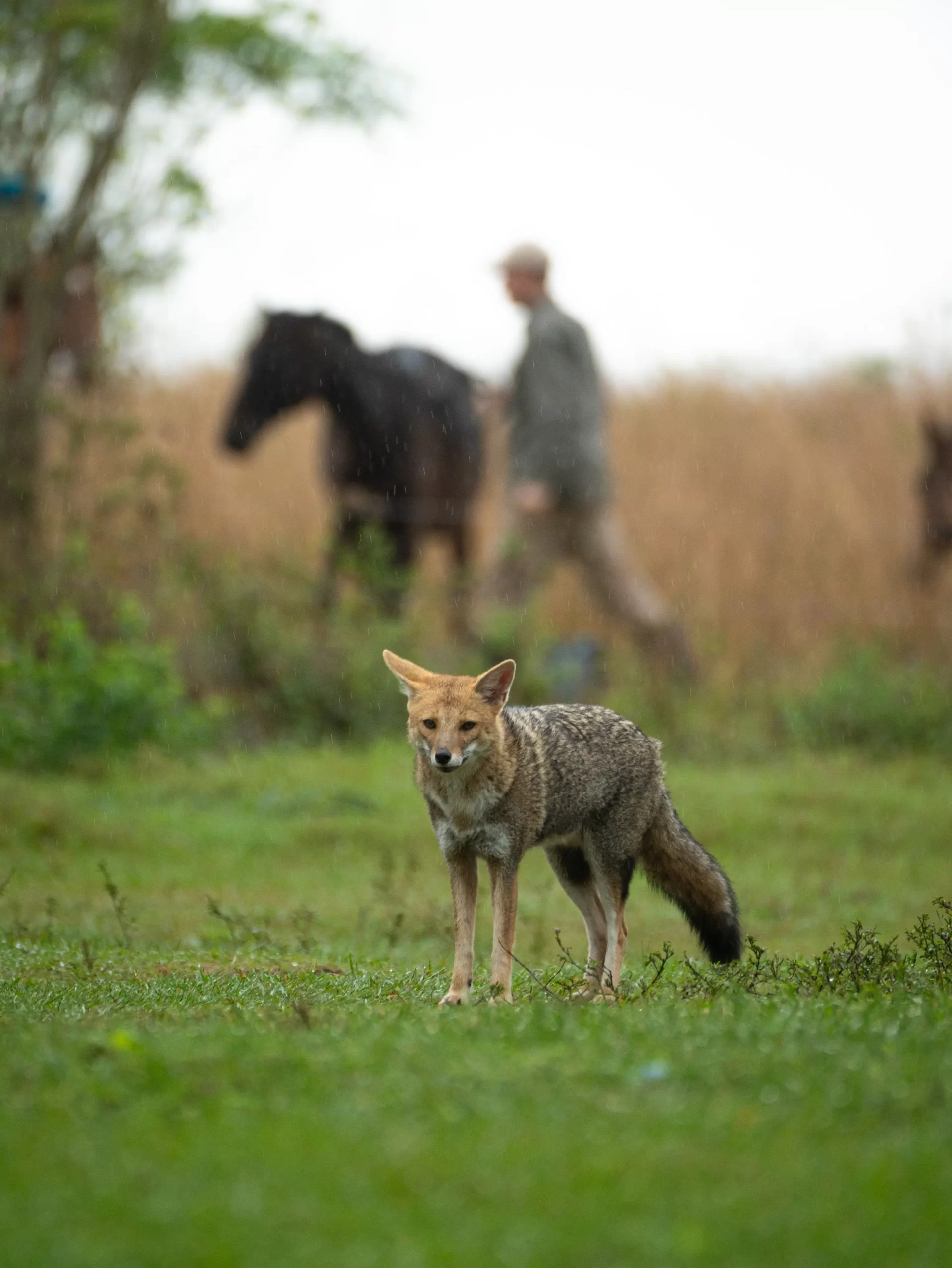 Fauna silvestre en los Esteros del Iberá — proyecto de rewilding Fundación Rewilding Argentina